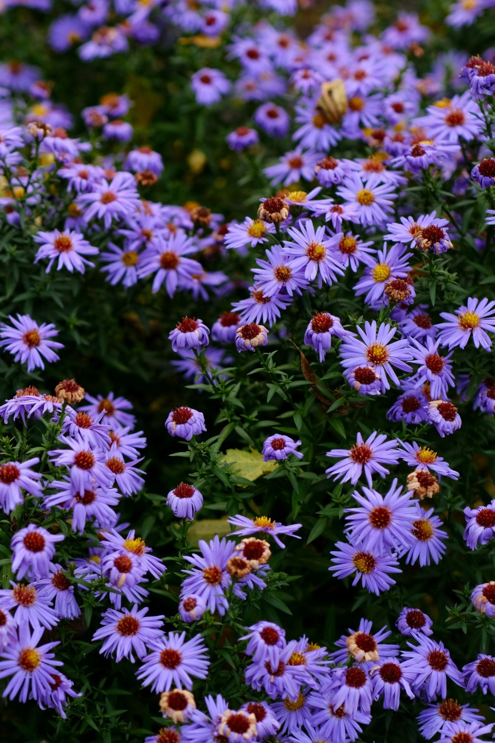 Asters