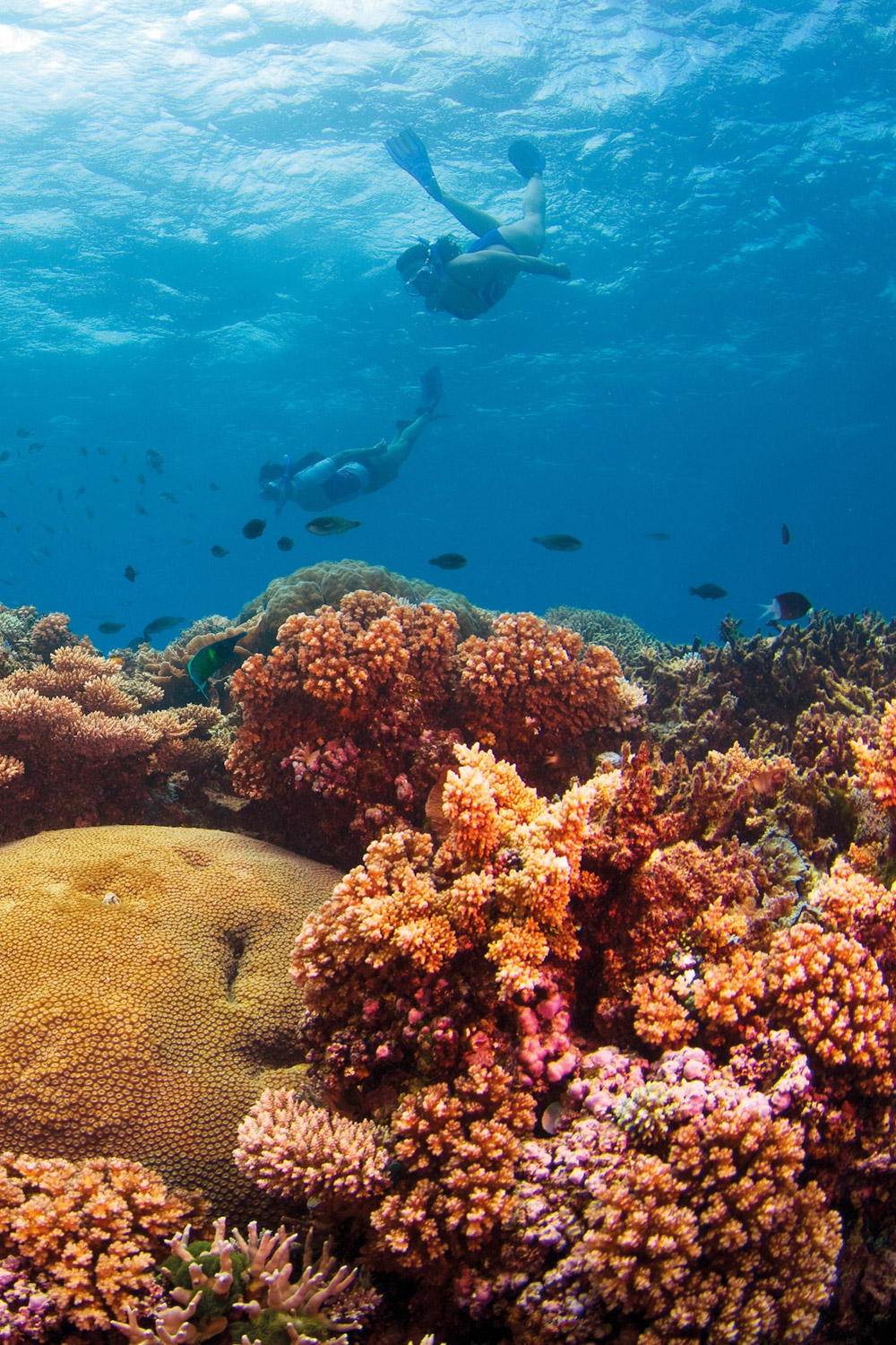 This Breakthrough Machine Could Accelerate Coral Reef Recovery