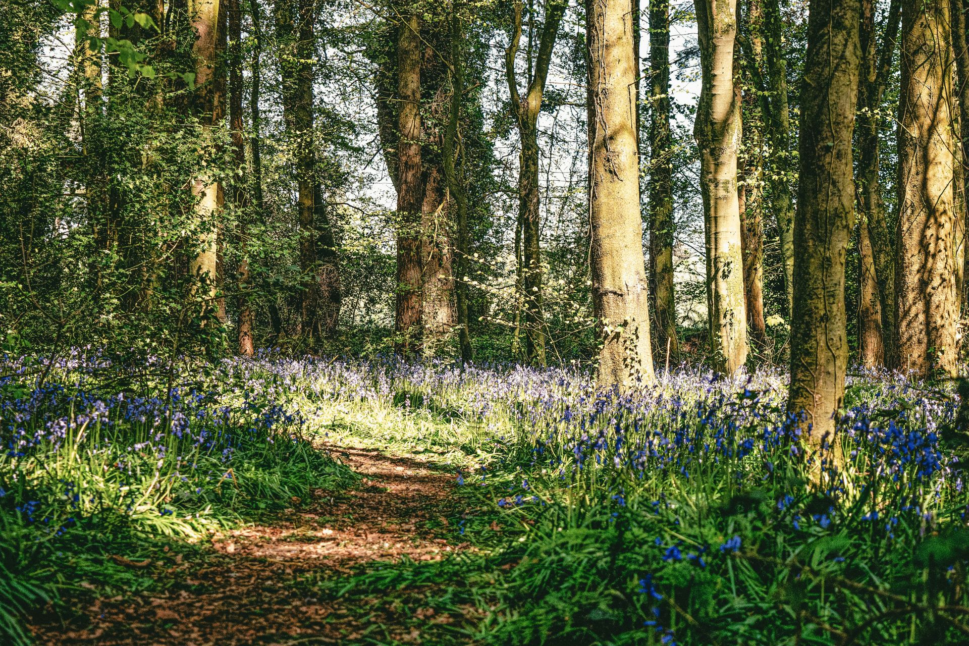 bluebell wood