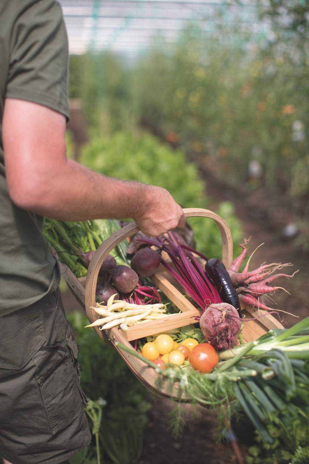 Man harvesting vegetables