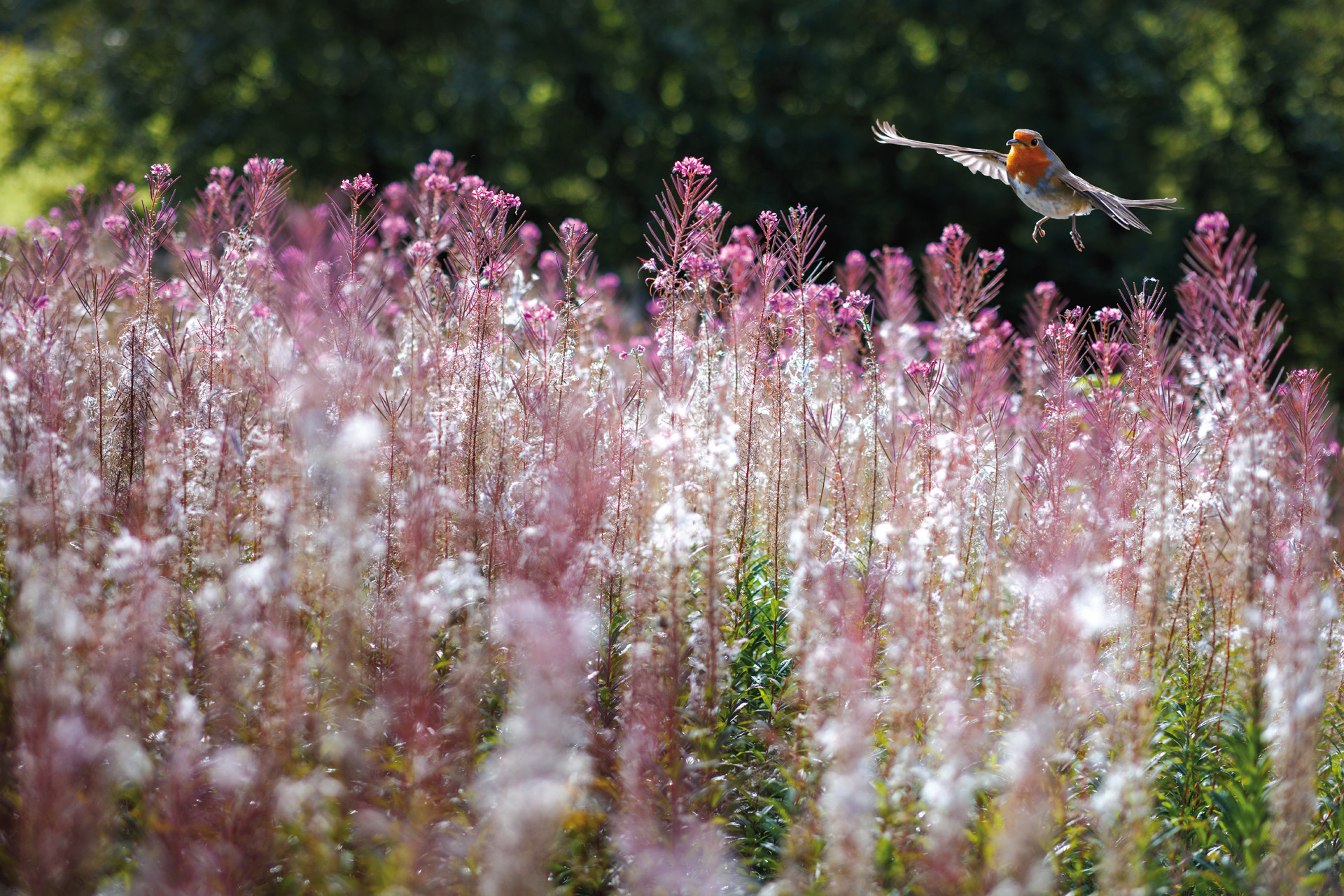 A bird flying in wildflowers
