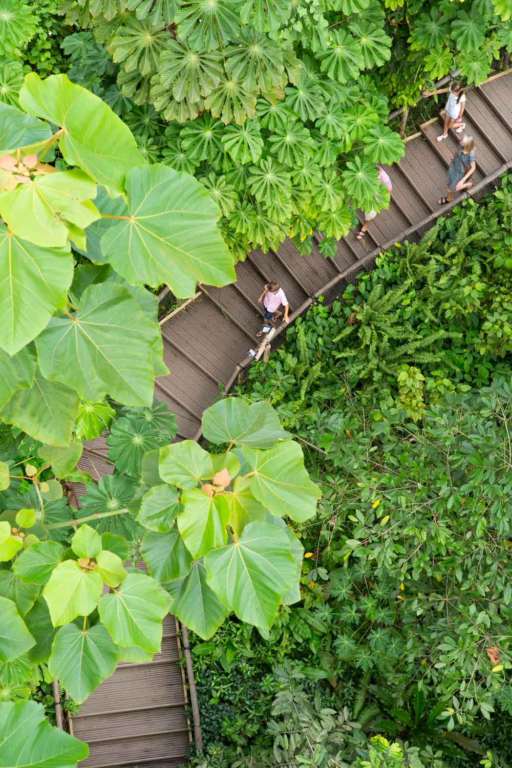 Rainforest Steps at The Eden Project