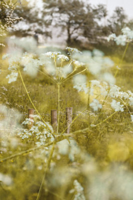 wildflowers in dappled light