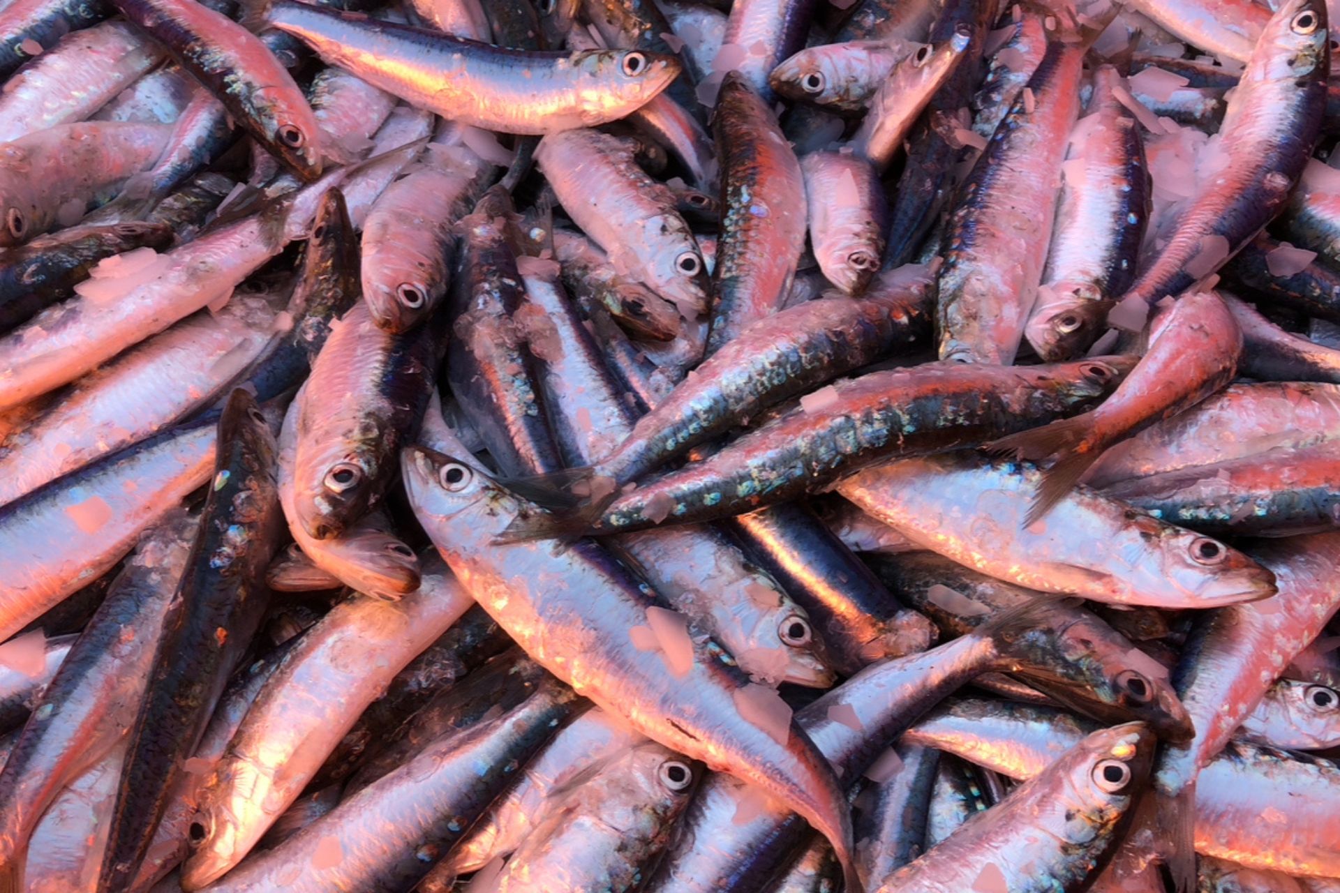 What Is #Fish24?