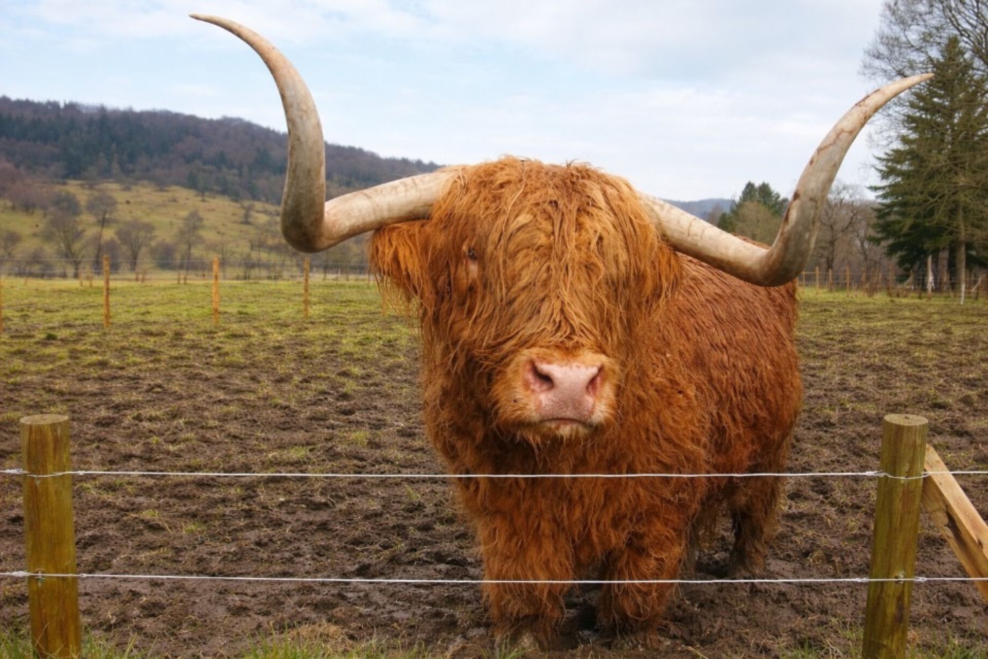 highland cow