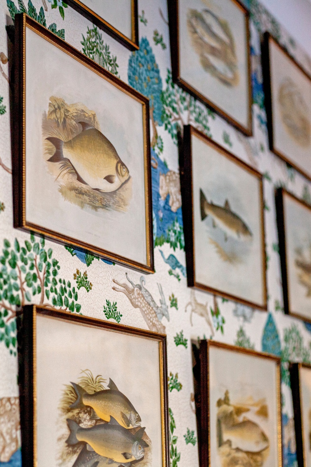 Fish prints framed on wall, design for 18th century gate lodge by Annie-Rose Chantler
