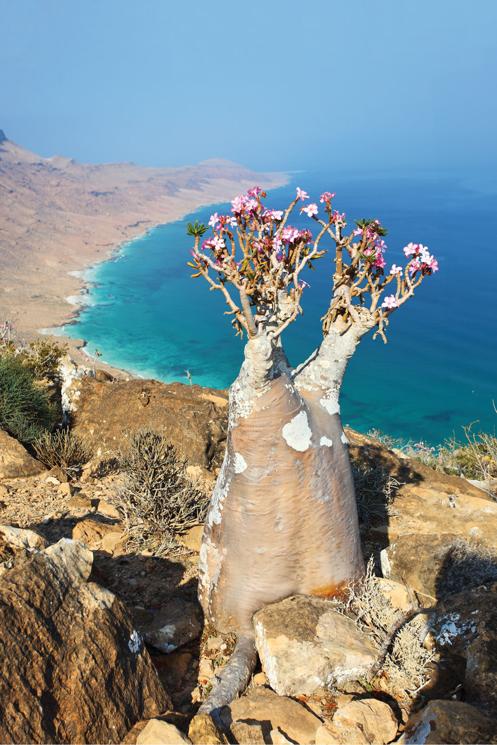 Socotra island