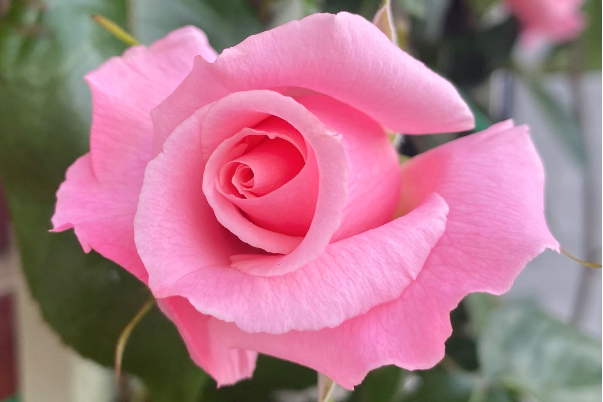 rose