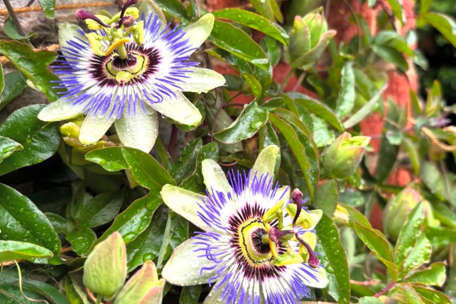 passionfruit flowers