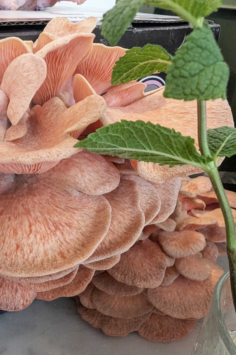 Some pink mushrooms grown in a bucket with a sprig of homegrown mint next to it