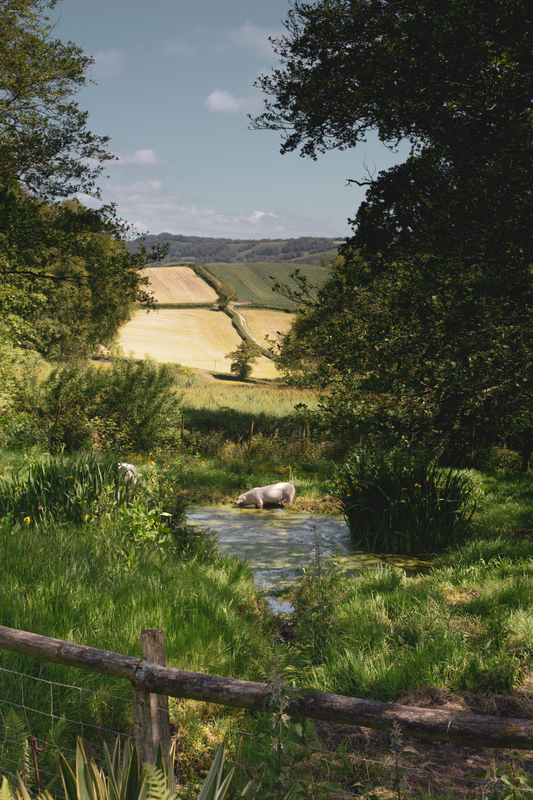 The pigs and landscape at Glebe House