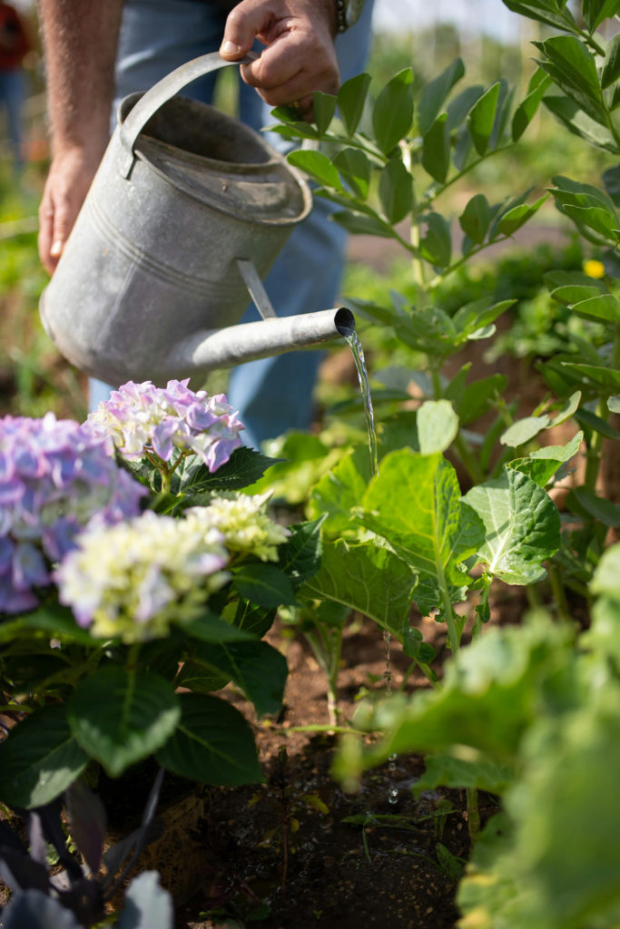 How To Keep Your Garden & Cut Flowers Thriving In A Heatwave
