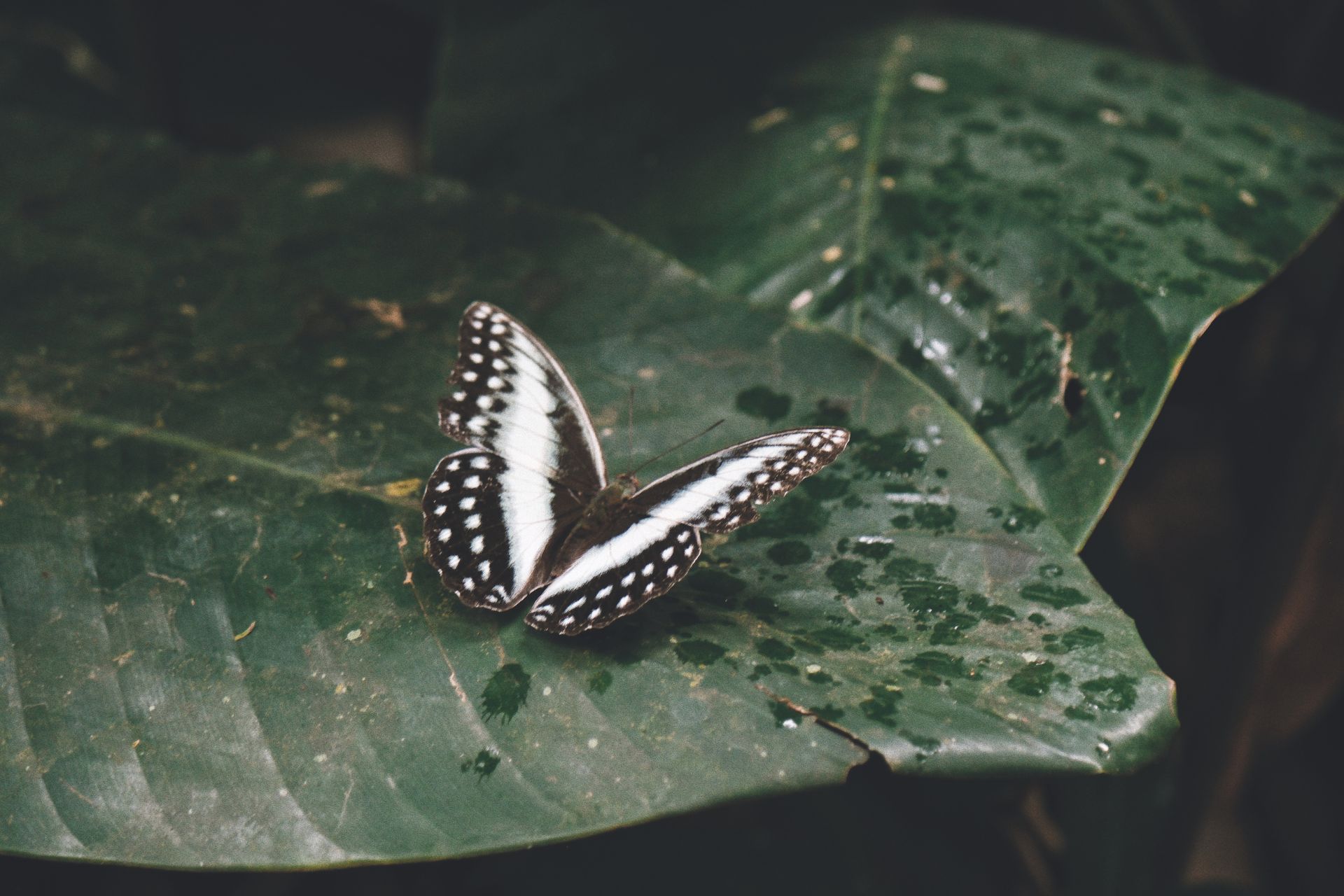 butterfly