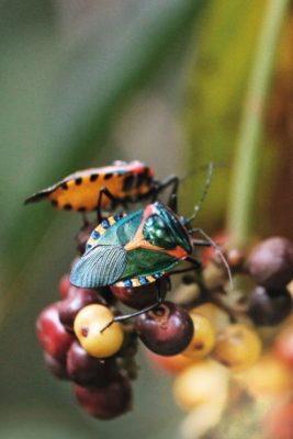 insect
