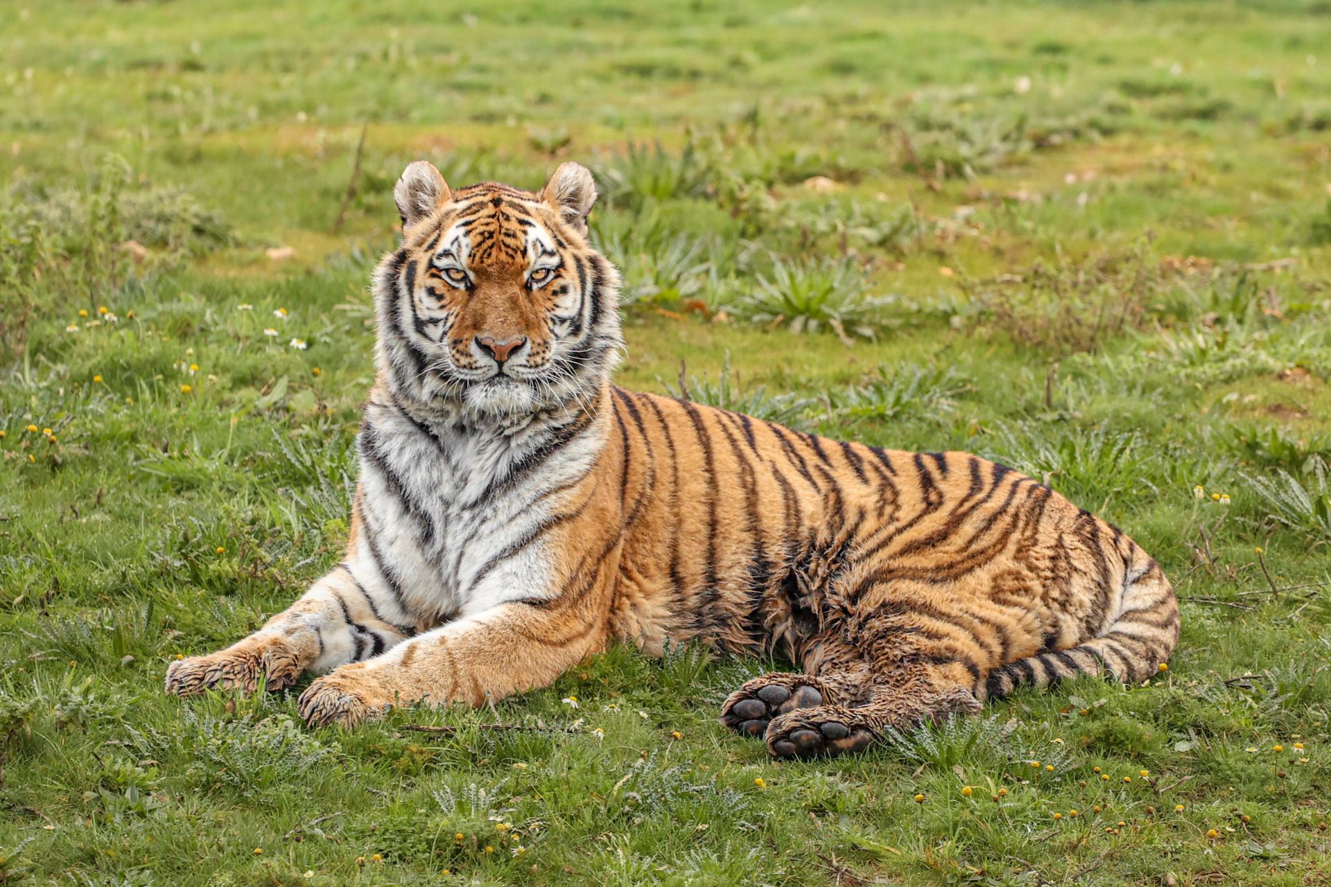 tiger