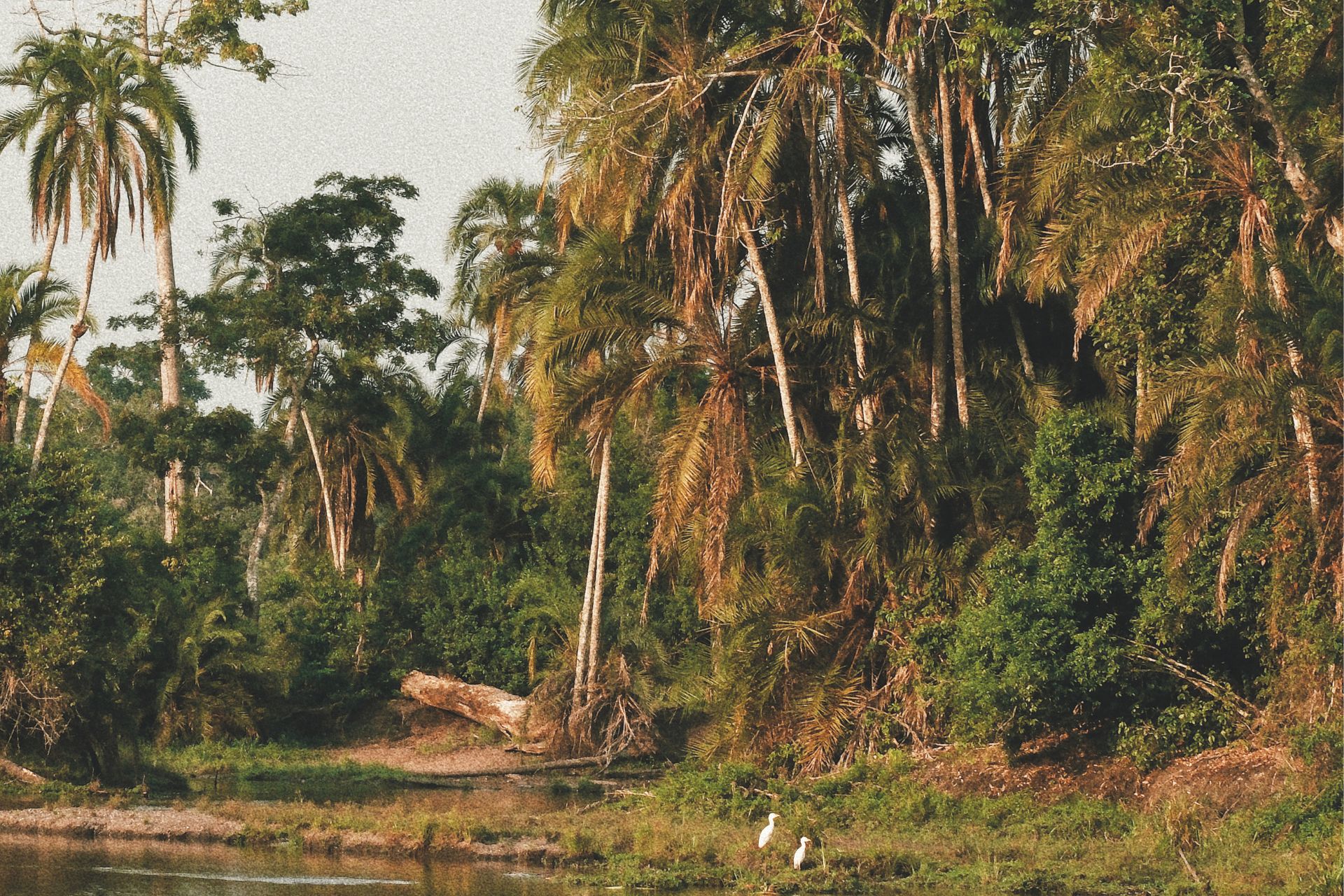 congo basin