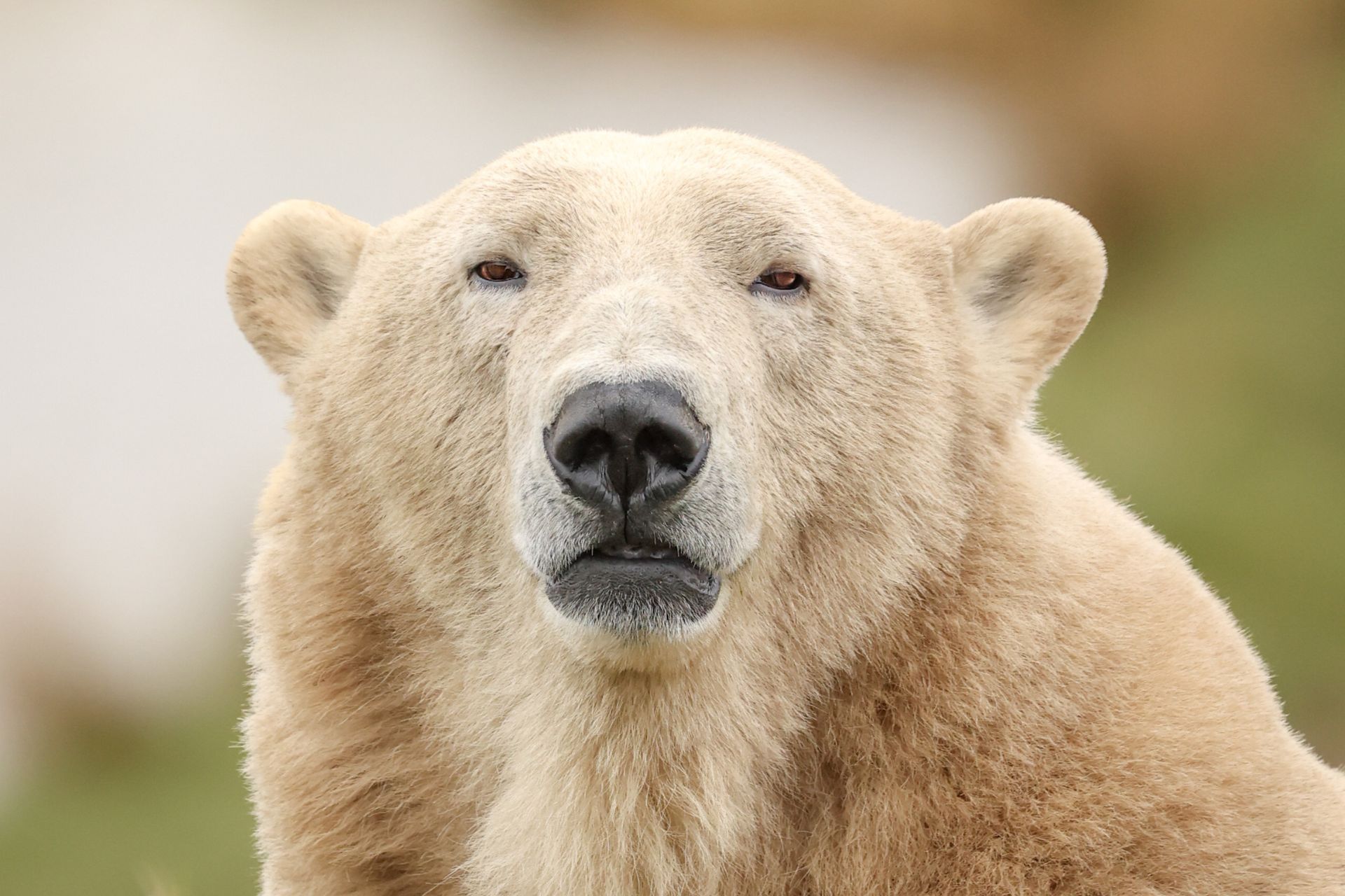 polar bear