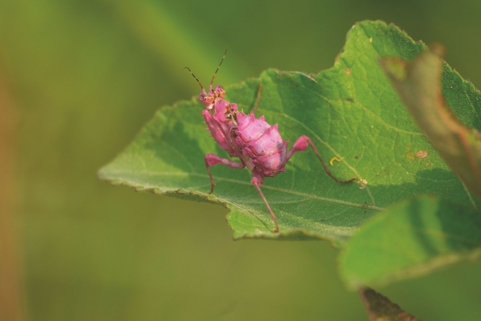 insect