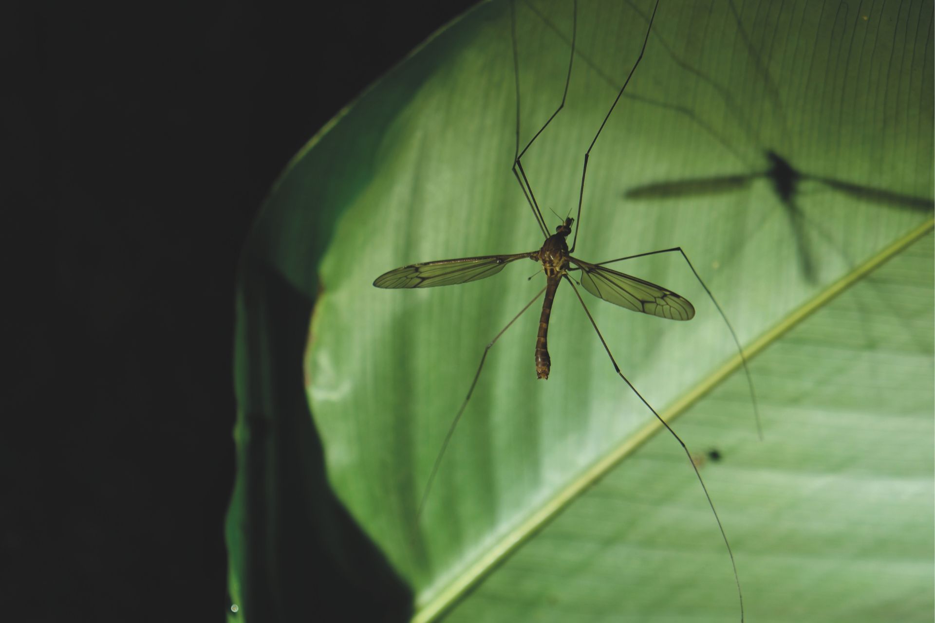 insect