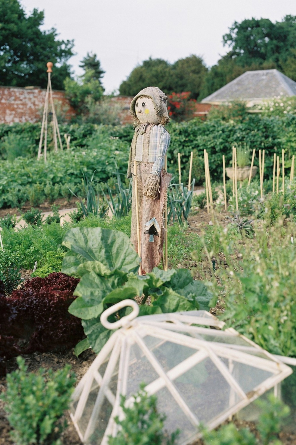 Scarecrow in garden
