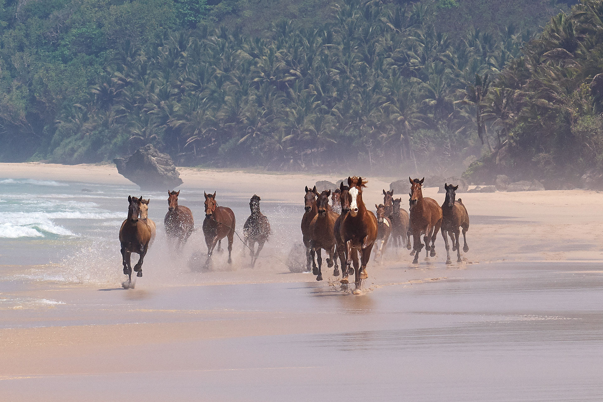 Horses running at NIHI Sumba
