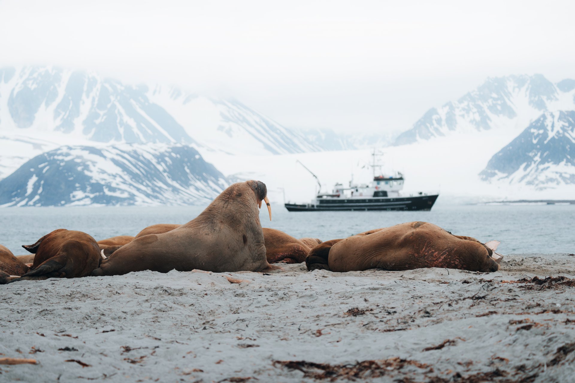 walruses in Svalbard