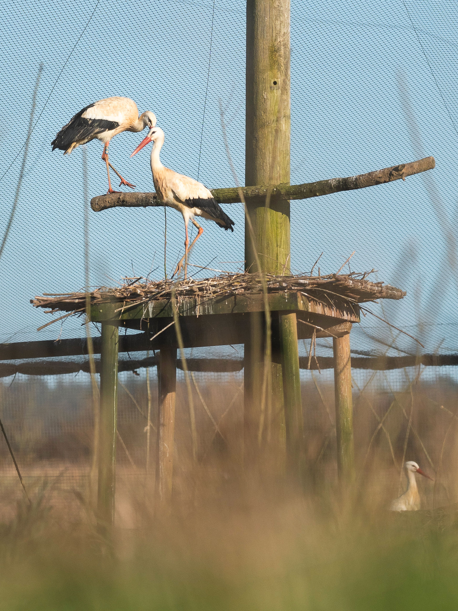 White storks are raised at 42 Acres