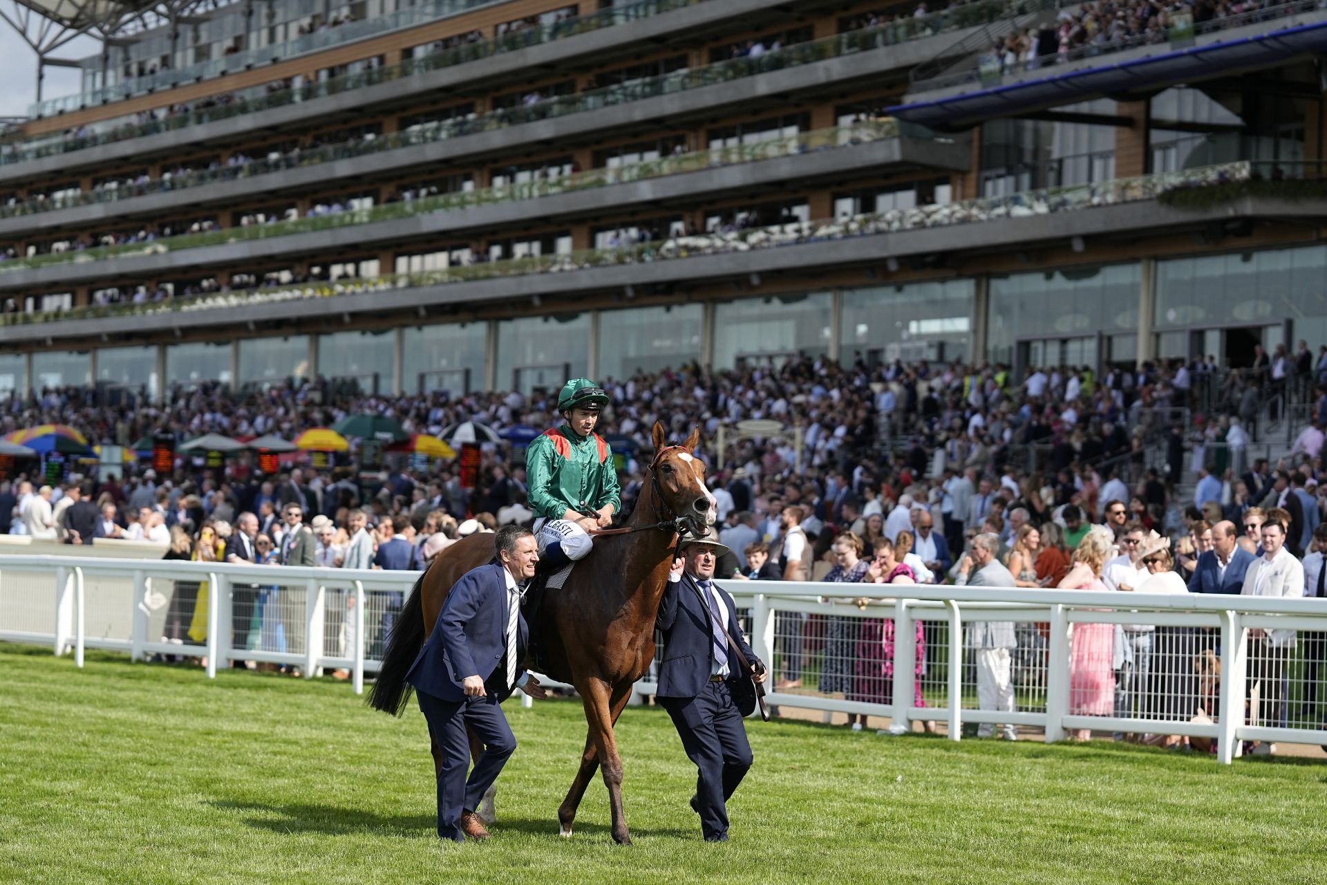 A horse on the Ascot racecourse