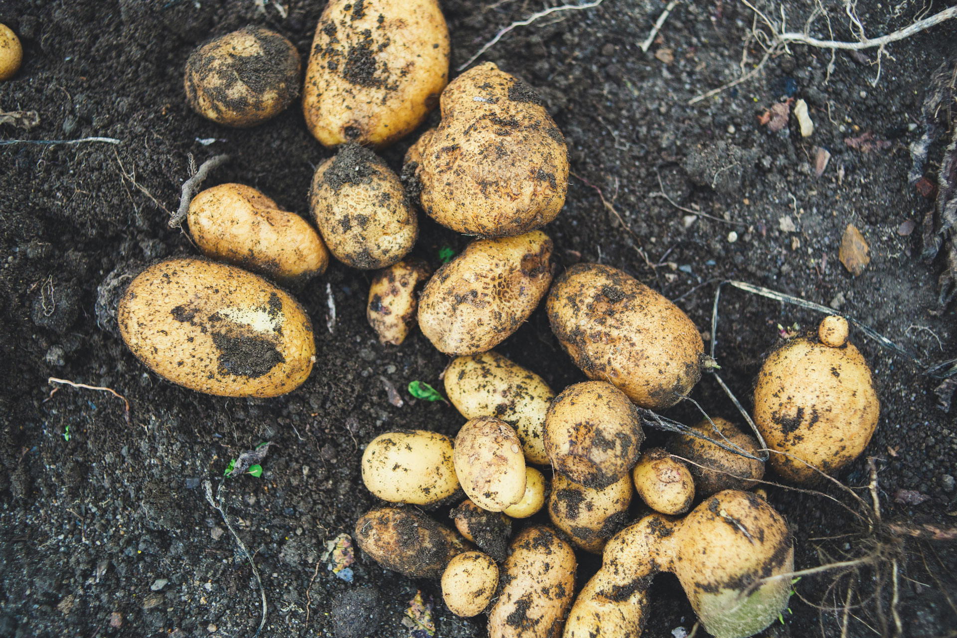 Potatoes