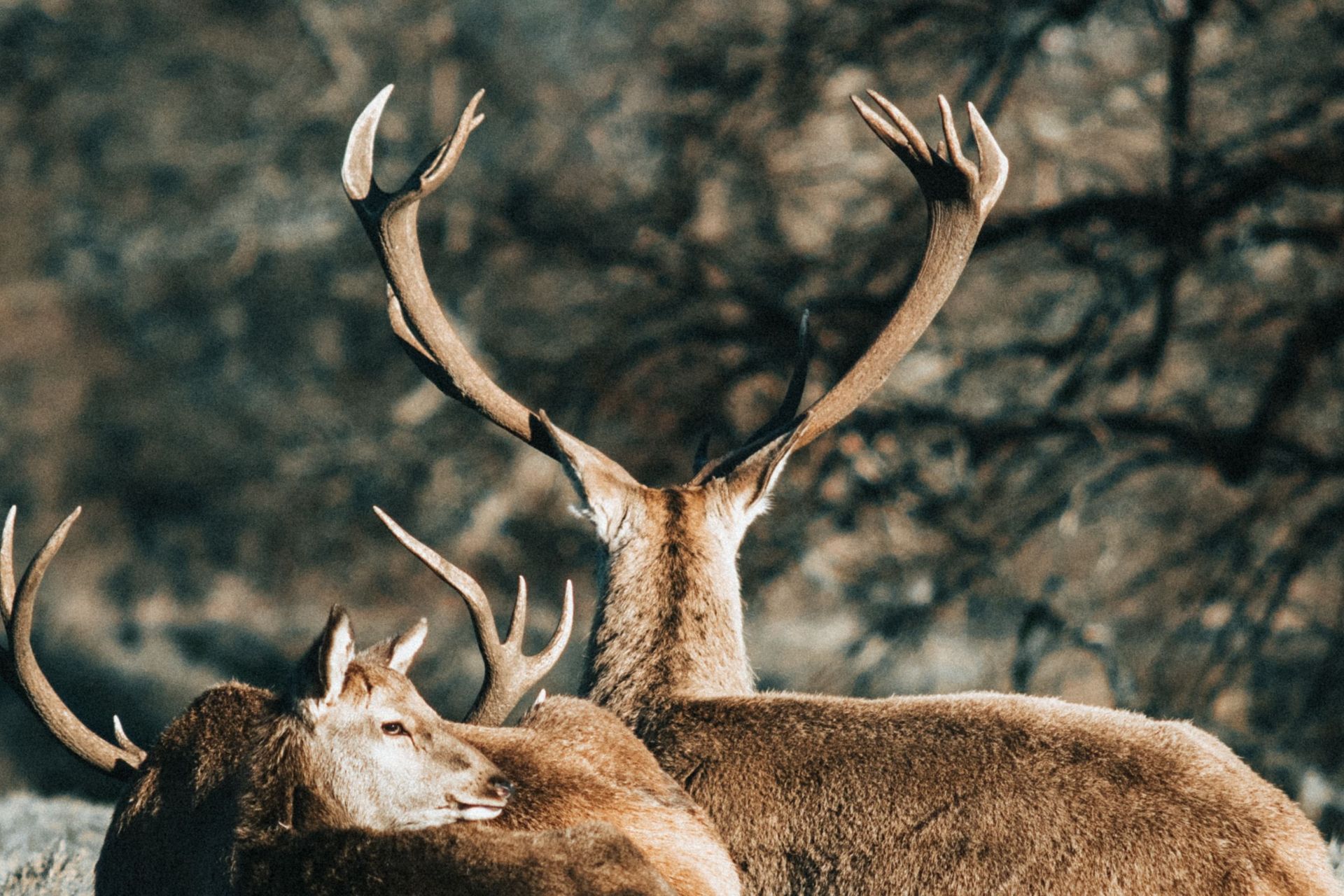 Two deer with large antlers