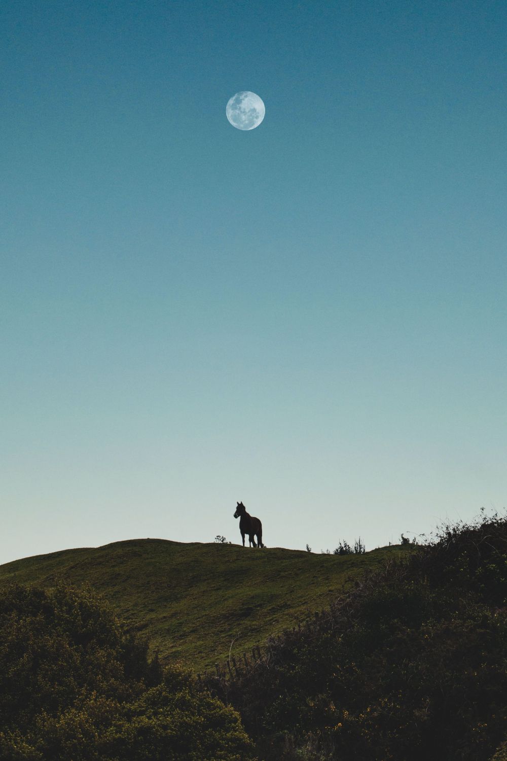 A full moon high in a blue sky with a horse silhouetted on the horizon