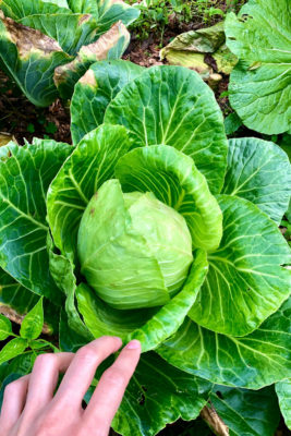 Cabbage