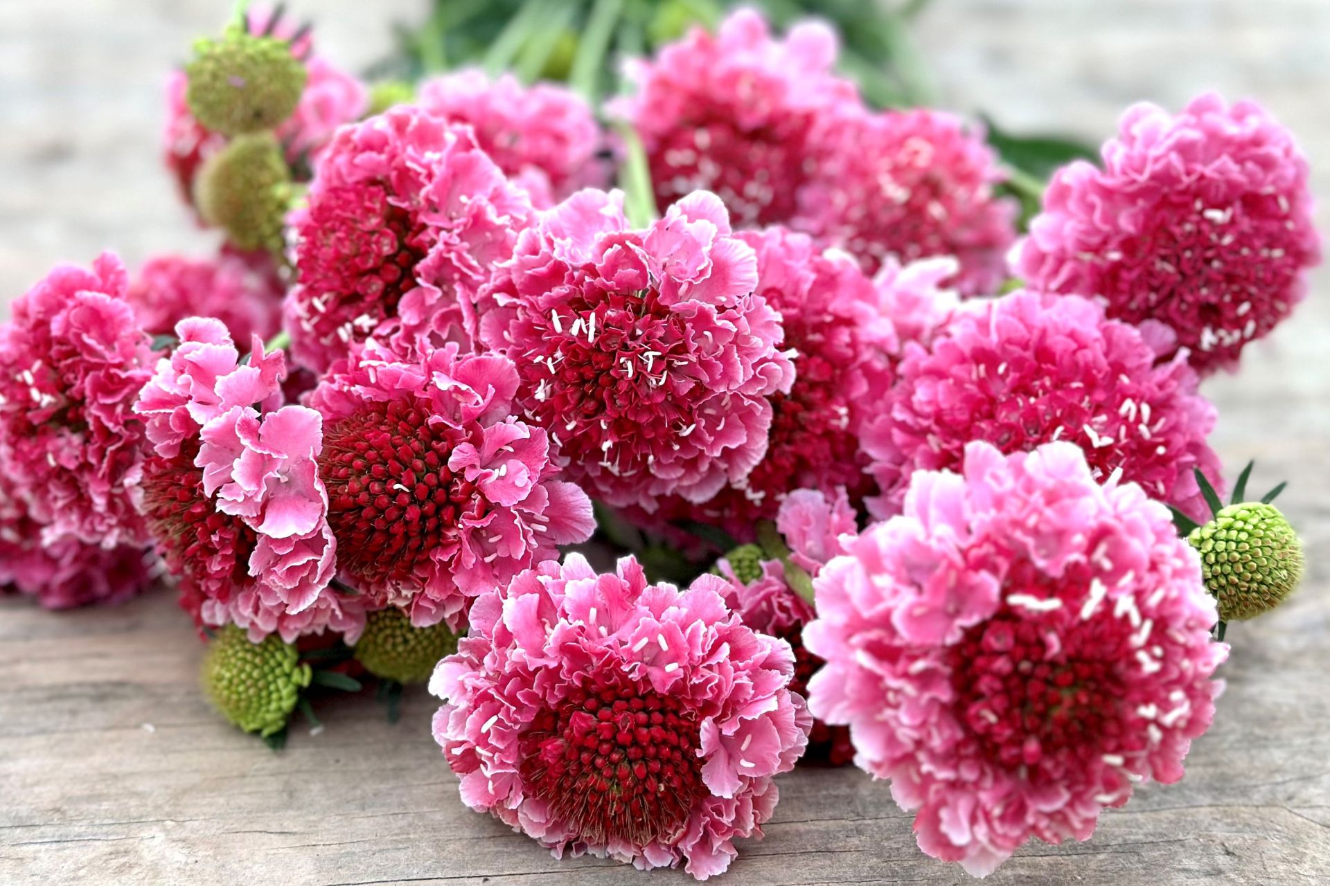 scabiosa flowers