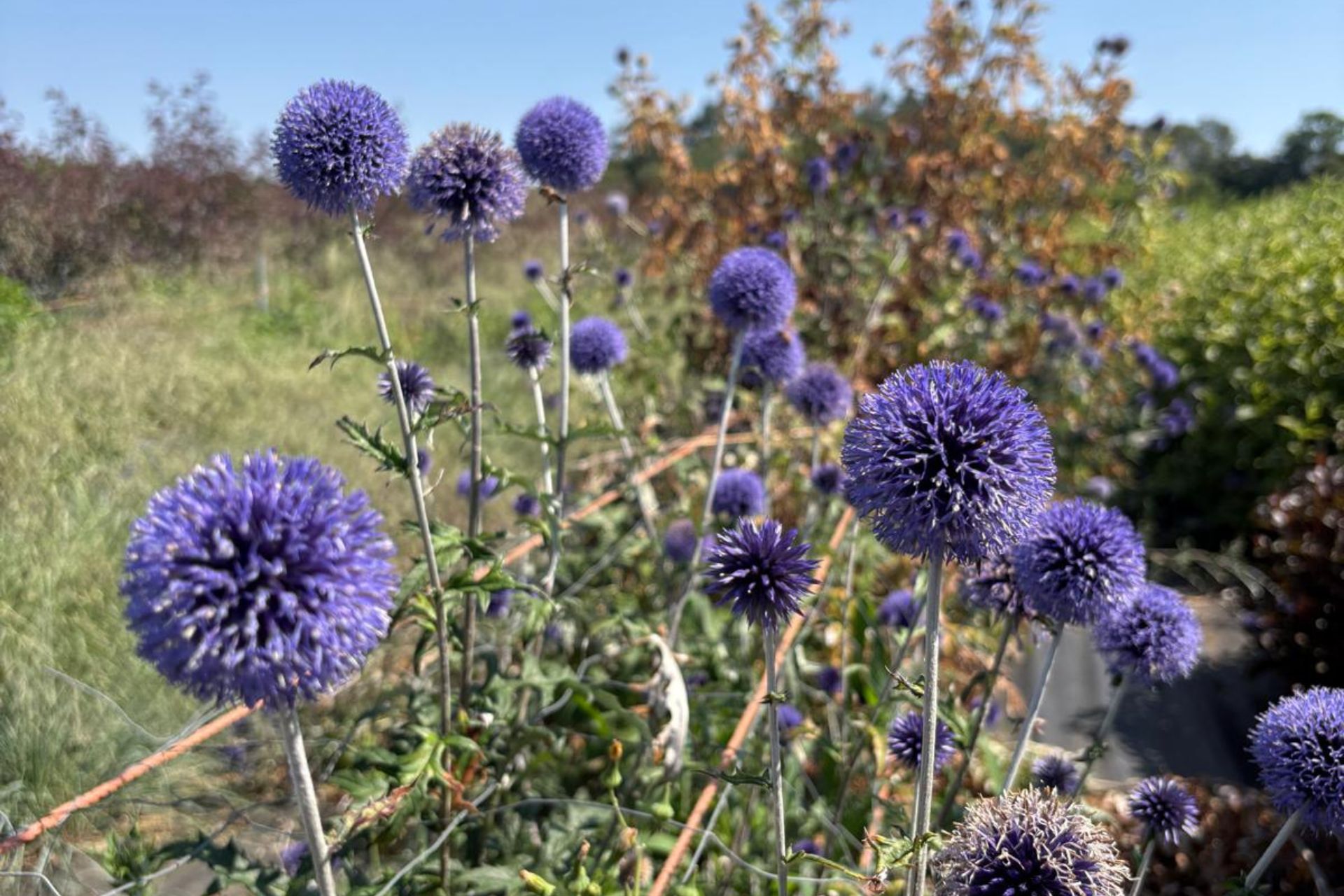 eryngium flower