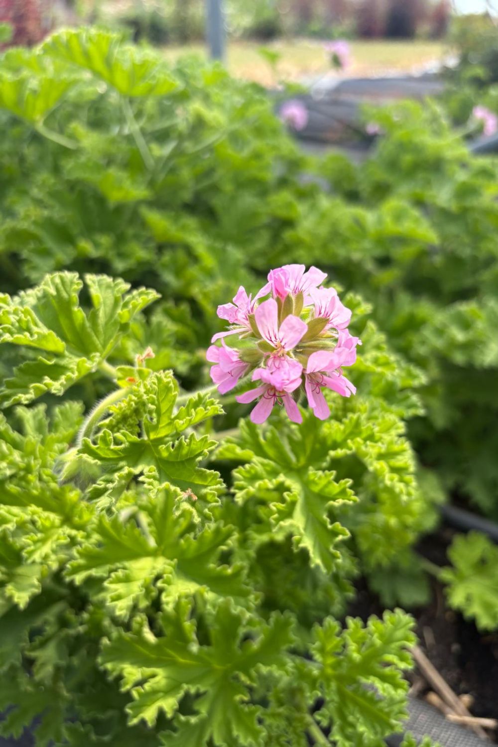 geranium flower