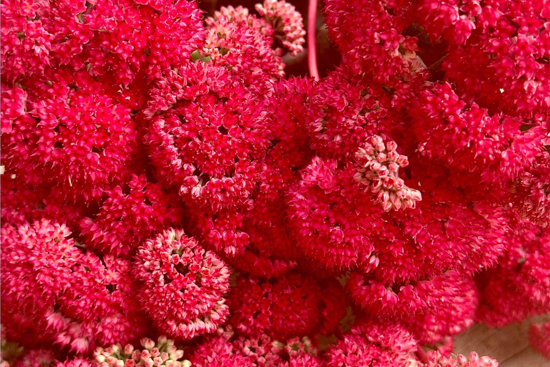 sedum flowers