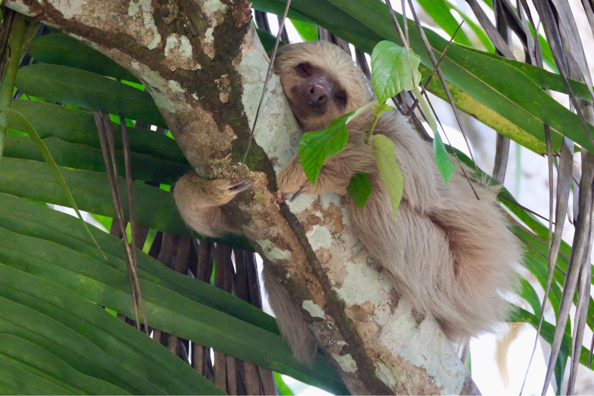 sloth