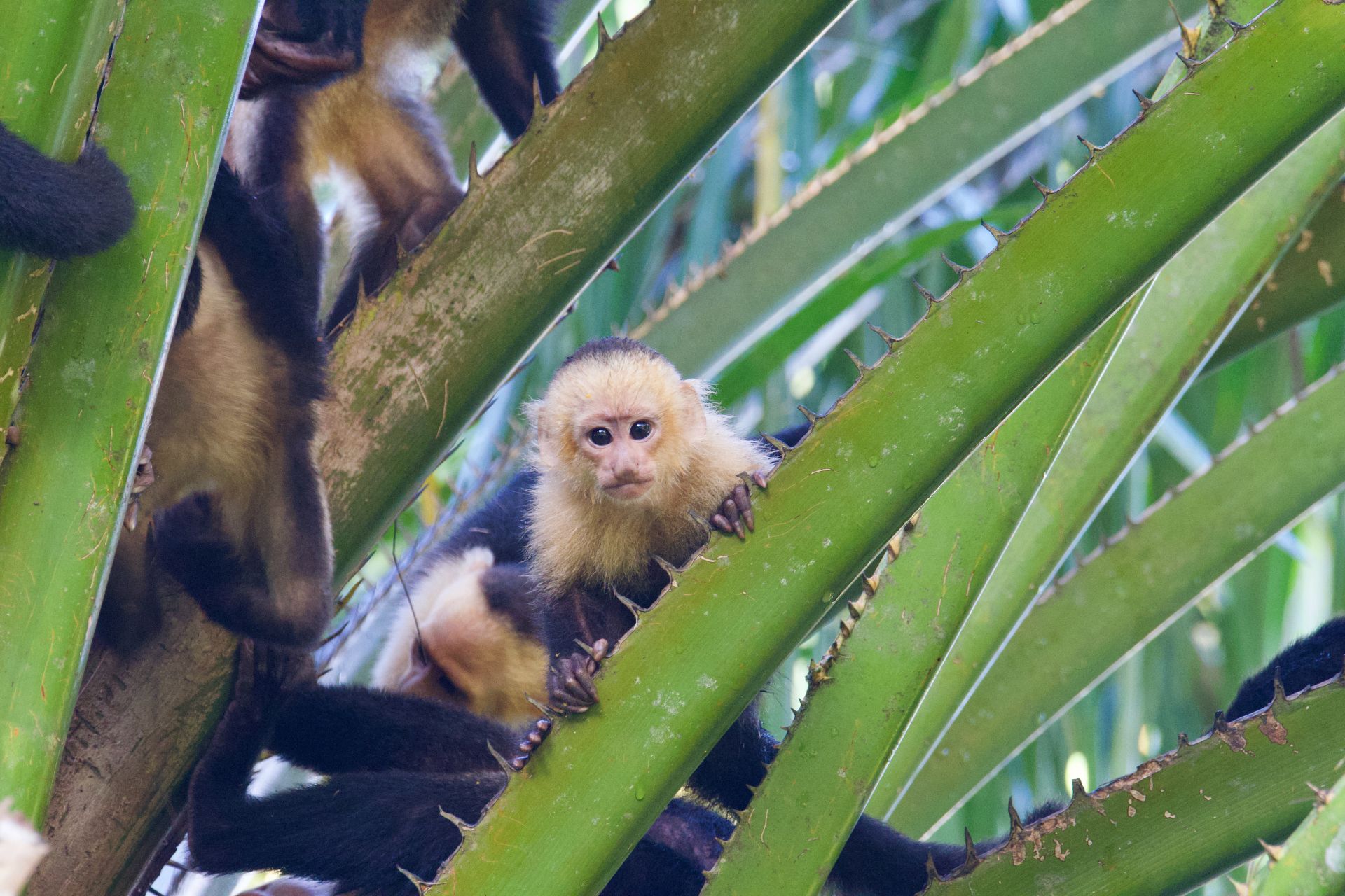 monkey