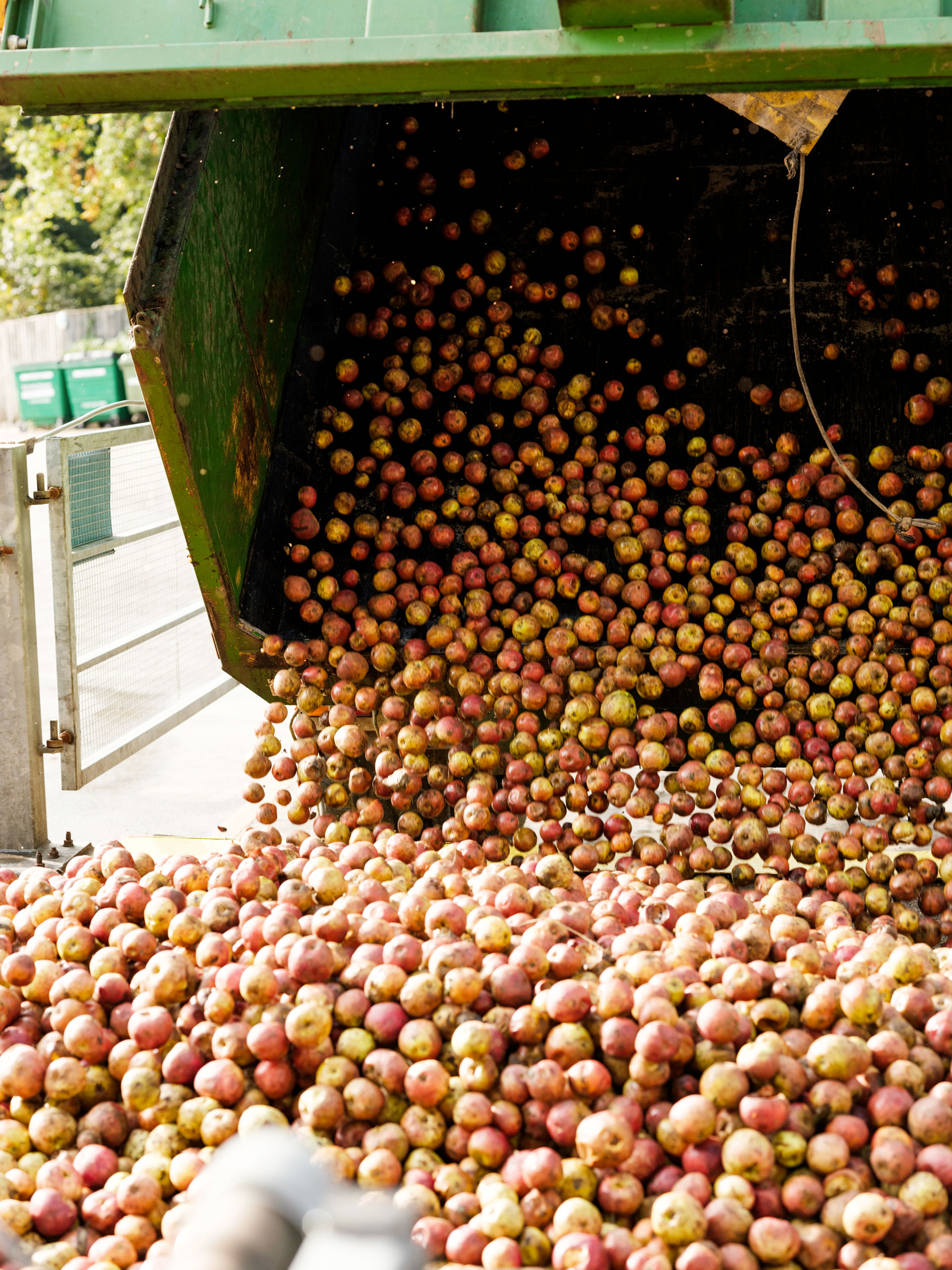 Apple harvest