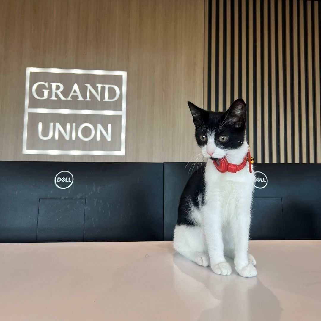 Georgie, Grand Union cat