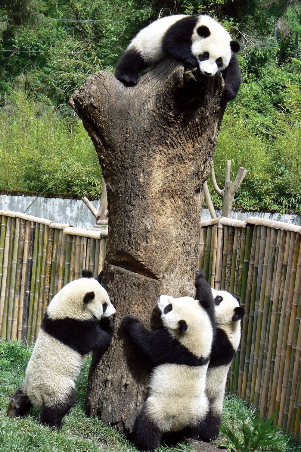 Three giant pandas gathered around the base of a tree, with another panda sitting on top