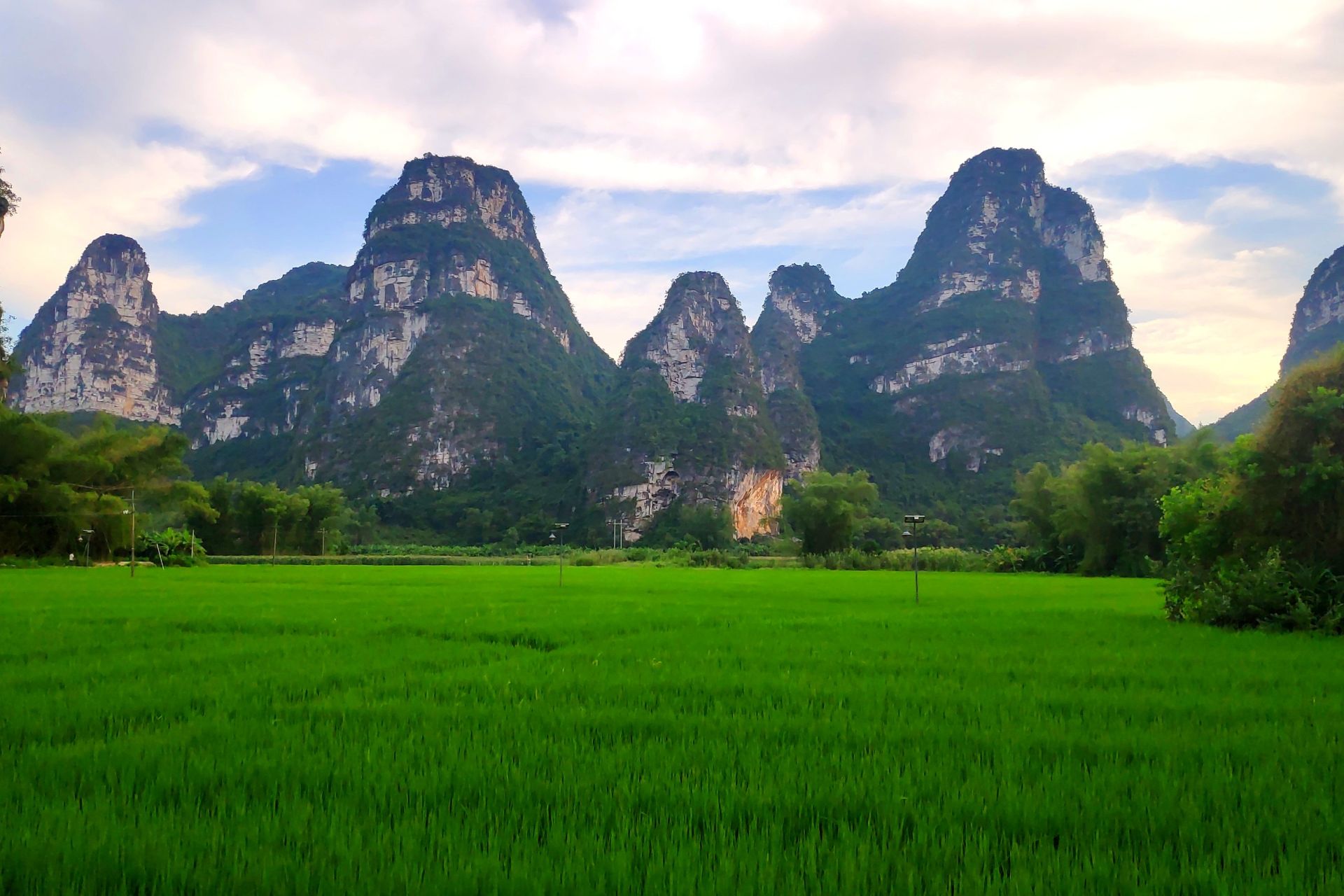 A vibrant green rice paddy field backdropped by limestone karst formations