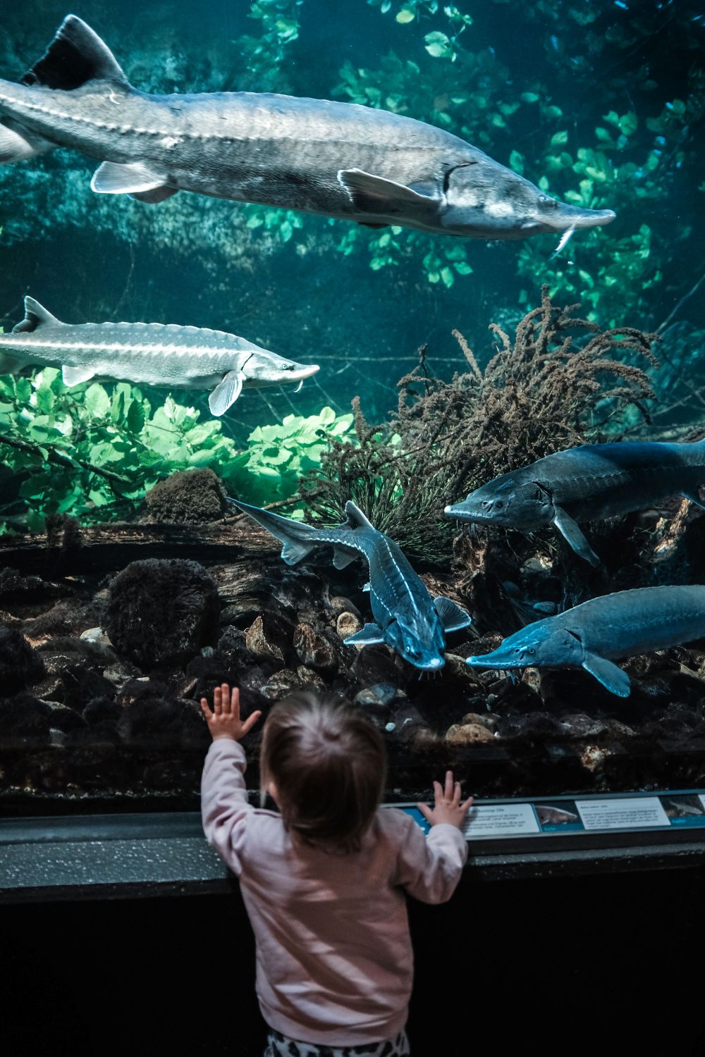 A curious toddler observes sturgeon fish in a vibrant aquarium setting