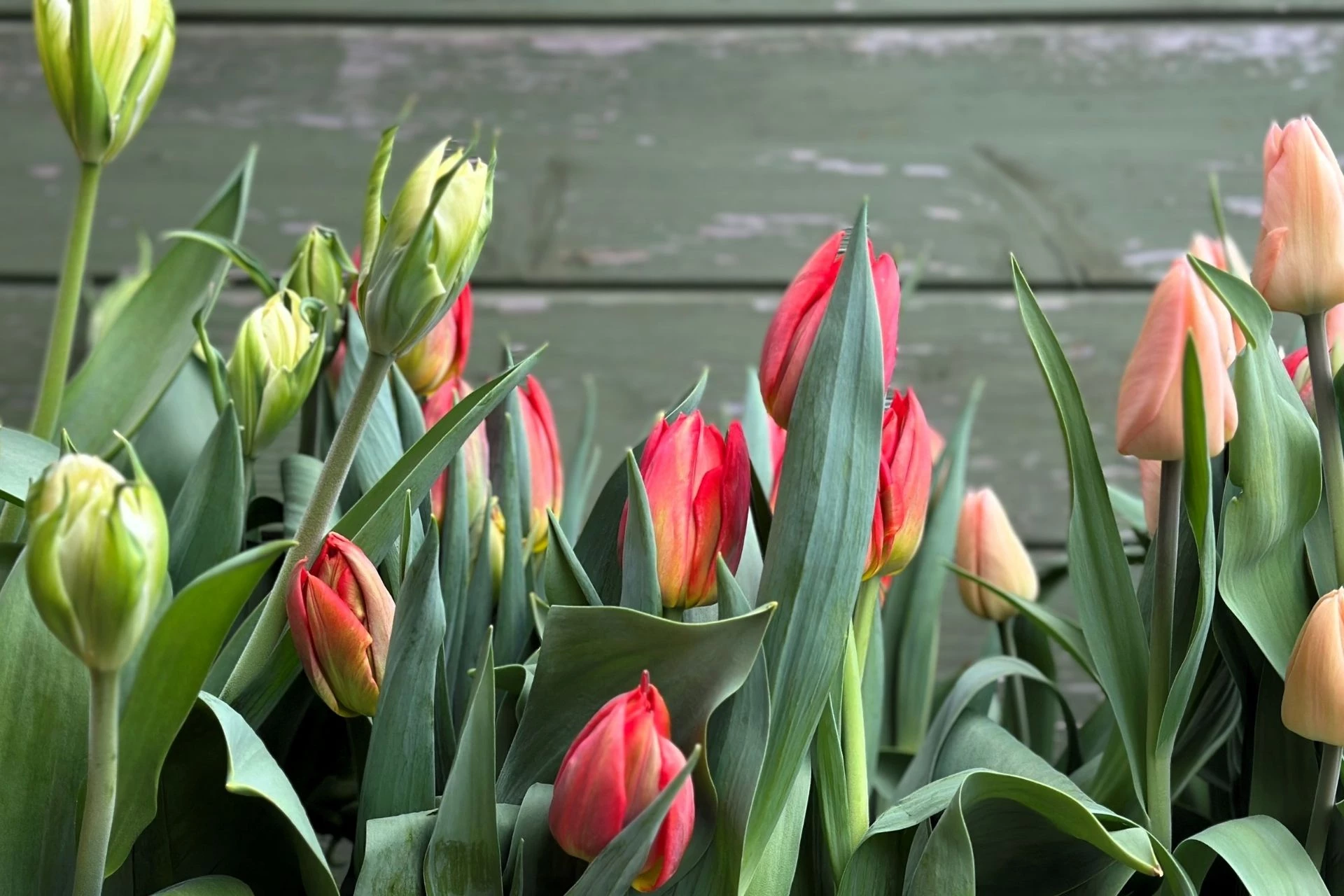 tulips