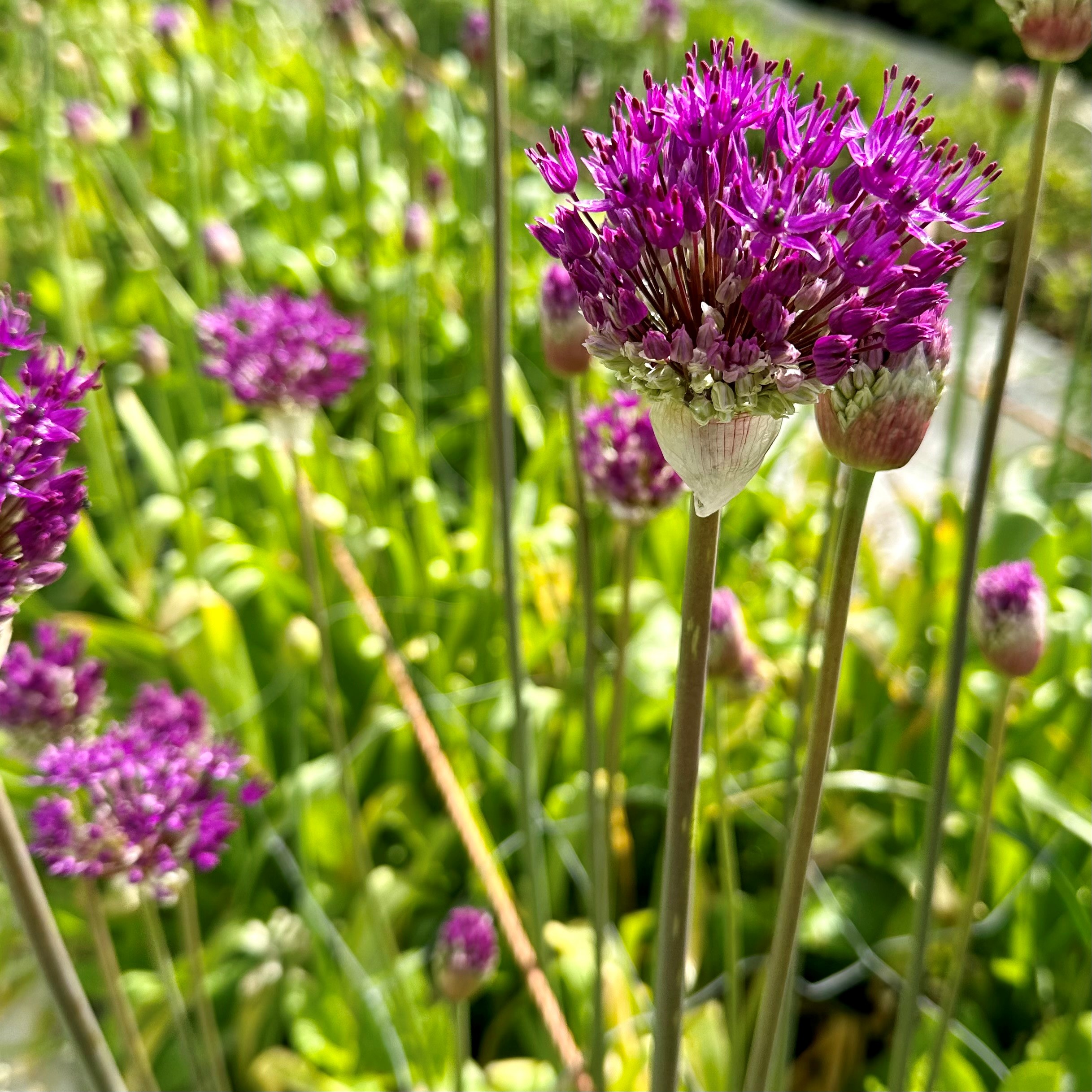 allium
