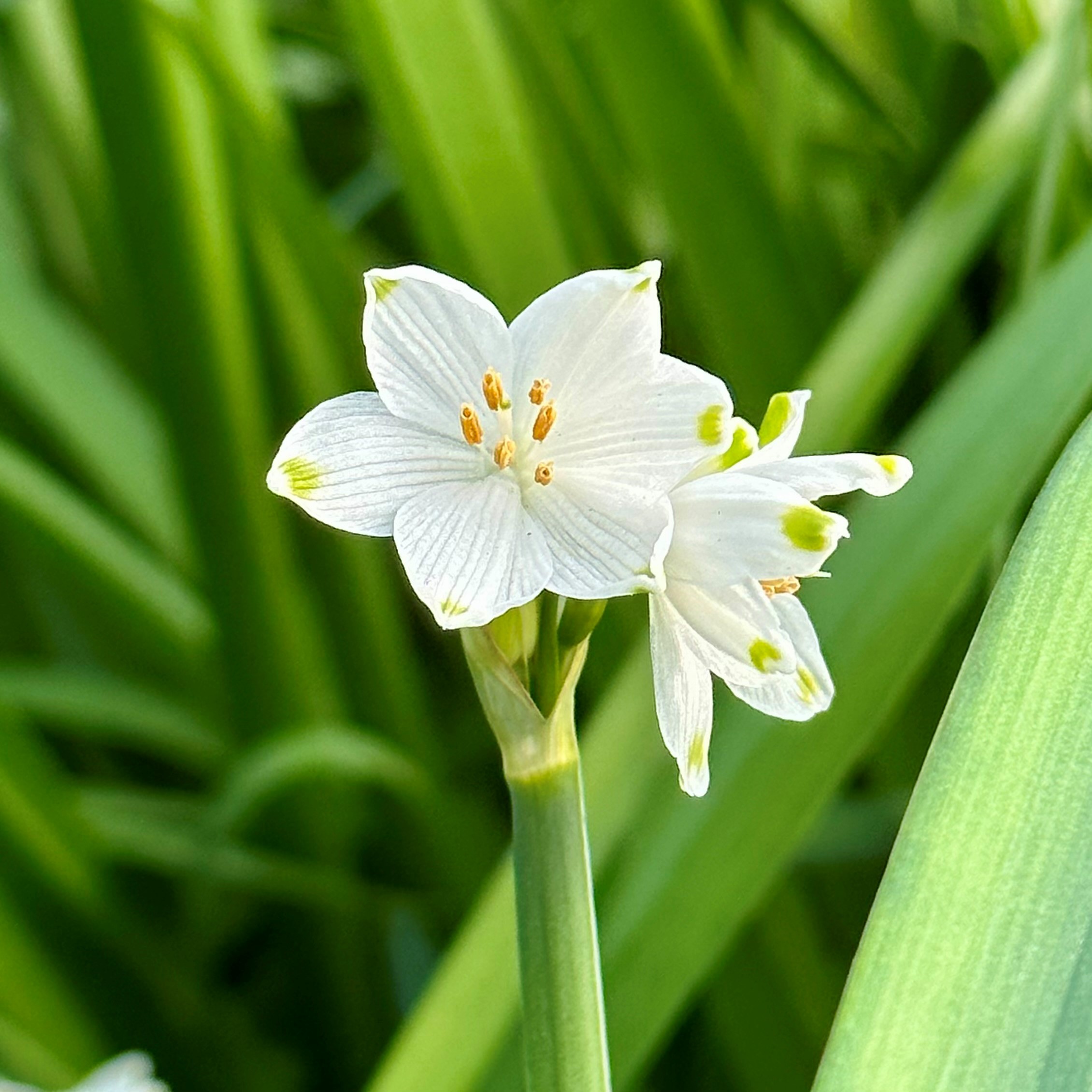 Leucojum (Giant Snowdrop)
